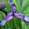 Ирис злаковидный (Iris graminea) © blumgarden.ru