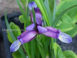 Ирис злаковидный (Iris Graminea) © Blumgarden.ru