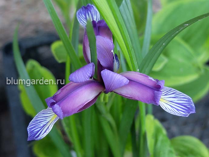 Ирис злаковидный (Iris graminea) © blumgarden.ru