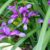 Ирис злаковидный (Iris graminea) © blumgarden.ru