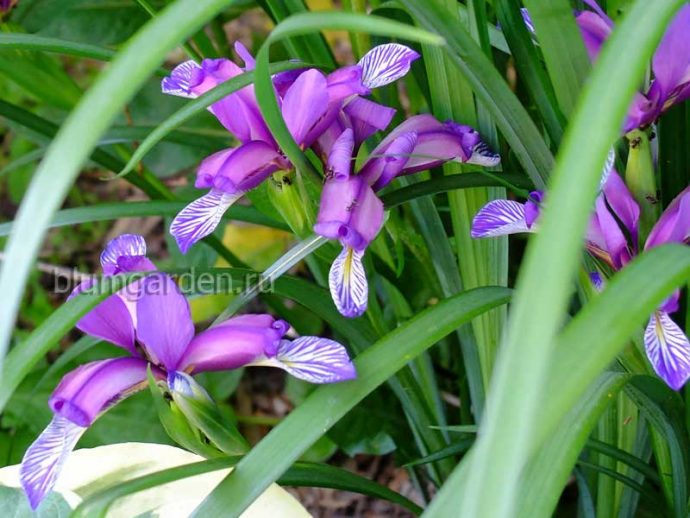 Ирис злаковидный (Iris graminea) © blumgarden.ru