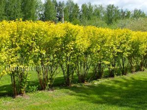 Живая изгородь из пузыреплодника после обрезки © blumgarden.ru