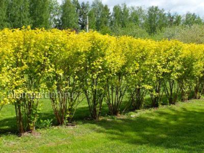 Живая изгородь из пузыреплодника после обрезки © blumgarden.ru
