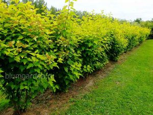 Живая изгородь из пузыреплодника до обрезки © blumgarden.ru