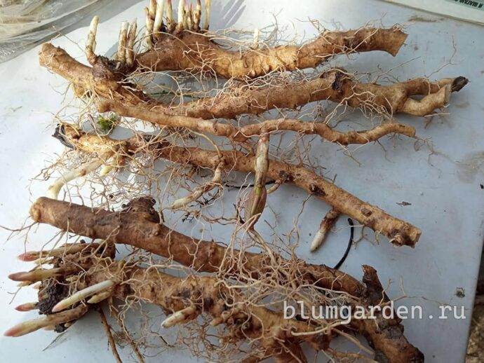 Посадочный материал ваточника сирийского: корневища © blumgarden.ru 