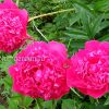 Пион Канзас (Paeonia Kansas) © blumgarden.ru