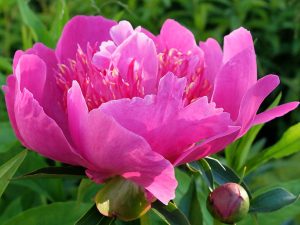 Пион «Неон» (Paeonia Neon)