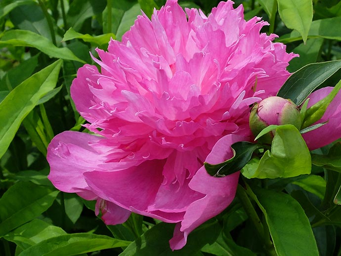 Пион травянистый розовый Неон (Neon) © blumgarden.ru