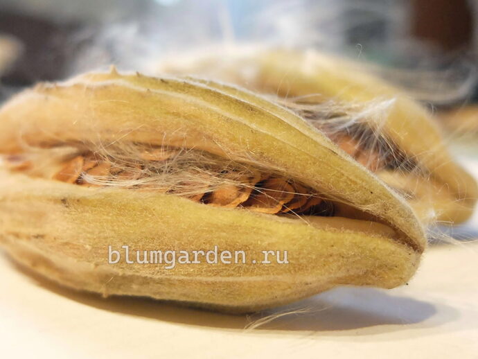 Раскрытые семенные коробочки ваточника с белым шелковистым пухом © blumgarden.ru