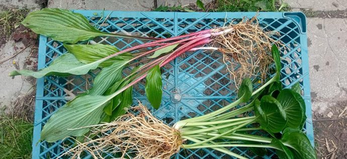 Посадочный материал с ОКС хосты Nippers (внизу) и Totally Twisted (вверху) © blumgarden.ru