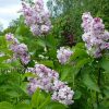 Сирень Фантазия © blumgarden.ru