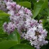 Сирень обыкновенная Фантазия © blumgarden.ru
