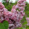 Сирень обыкновенная Мулатка - питомник производитель в Подмосковье © blumgarden.ru