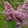 Сирень Мулатка - питомник производитель © blumgarden.ru