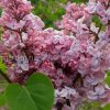 Сирень обыкновенная Мулатка © blumgarden.ru