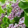 Саженцы сирени обыкновенной Небо Москвы © blumgarden.ru