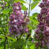 Сирень обыкновенная Полина Осипенко © blumgarden.ru