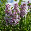 Сирень обыкновенная Полина Осипенко © blumgarden.ru