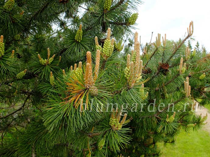 Сосна горная (Pinus mugo var. mughus)