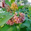 Ваточник сирийский © blumgarden.ru