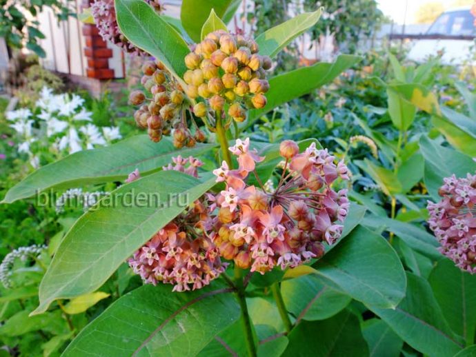 Ваточник сирийский купить саженцы в blumgarden.ru