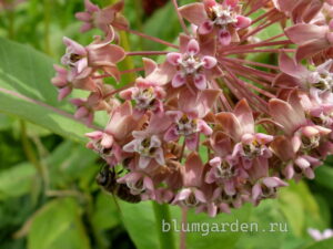 Ваточник сирийский (Asclepias Syriaca): элитный медонос 600 кг/га