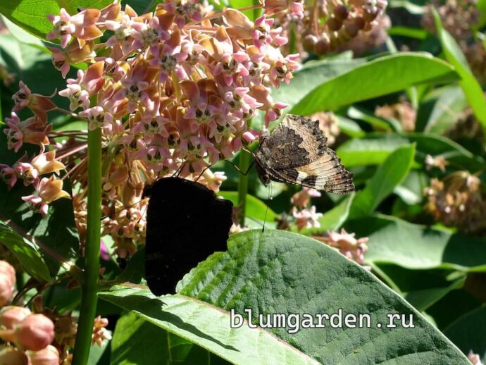 Бабочки собирают нектар на цветущем ваточнике сирийском © blumgarden.ru