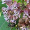Розовые цветки ваточника сирийского © blumgarden.ru