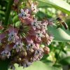 Ваточник сирийский во время цветения © blumgarden.ru