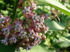 Ваточник сирийский (Asclepias Syriaca), медонос 600 кг/га