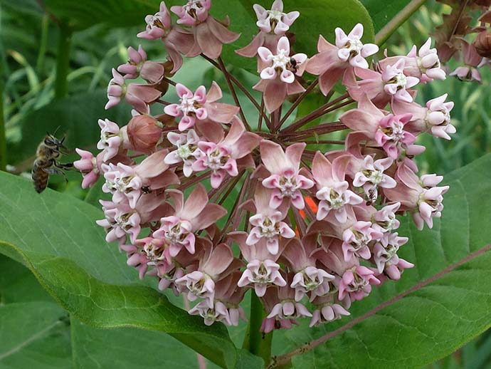 Ваточник сирийский купить саженцы в blumgarden.ru