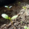Всходы ваточника © blumgarden.ru