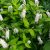 Вербейник ландышевый - клетровидный (Lysimachia clethroides) © blumgarden.ru