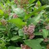 Заросли ваточника сирийского © blumgarden.ru