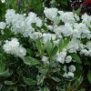 Жасмин садовый (чубушник) и дерен Элегантиссима © blumgarden.ru