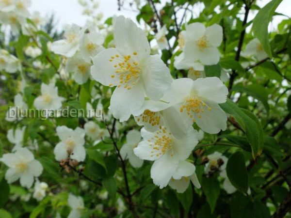 Чубушник земляничный © Blumgarden.ru