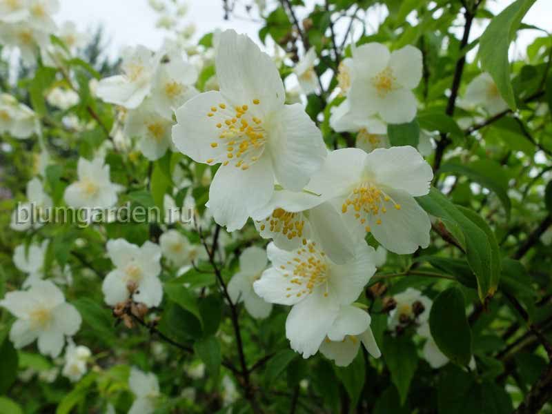 Чубушник земляничный © Blumgarden.ru