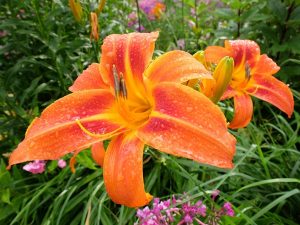 Лилейник «Флашер» (Hemerocallis Flasher)