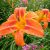 Лилейник Flasher © blumgarden.ru