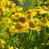 Гелениум желтый Канария © blumgarden.ru