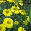 Гелениум осенний Kanaria (Helenium autumnale Канария) © blumgarden.ru