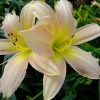 Лилейник «Дайкири» (Hemerocallis Daiquiri) © blumgarden.ru