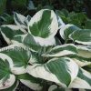 Хоста Патриот (Hosta Patriot) © blumgarden.ru