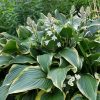 Хоста «Йеллоу Ривер» (Hosta Yellow River) © blumgarden.ru