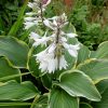 Хоста Еллоу Рива (Hosta Yellow River) © blumgarden.ru