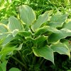 Хоста «Йеллоу Ривер» (Hosta Yellow River) © blumgarden.ru