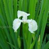 Ирис болотный (iris pseudacorus) © blumgarden.ru