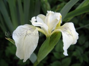 Ирис болотный «Крем де ля Крем» (Iris Pseudacorus Creme De La Creme)