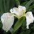 Ирис болотный белый «Крем де ля Крем» (Iris pseudacorus Creme de la Creme) © blumgarden.ru