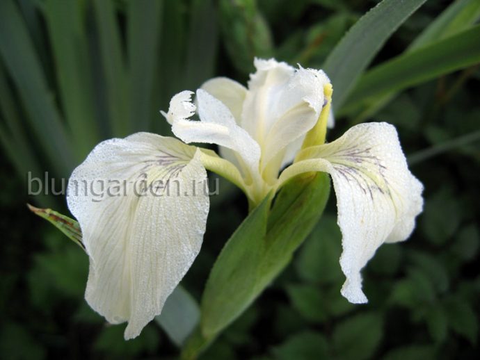 Ирис болотный белый «Крем де ля Крем» (Iris pseudacorus Creme de la Creme) © blumgarden.ru